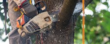 How Our Tree Care Process Works  in  Hauser, ID