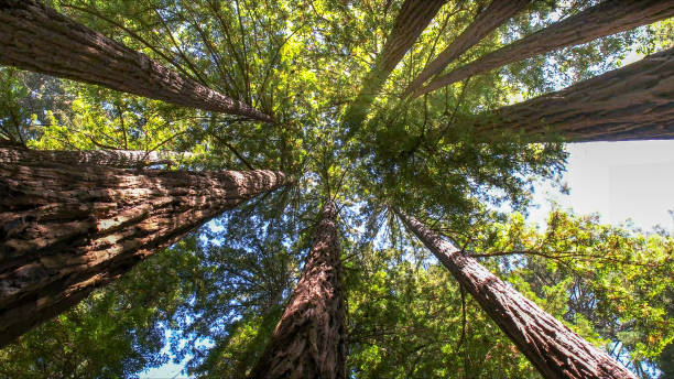 Best Tree Removal  in Hauser, ID