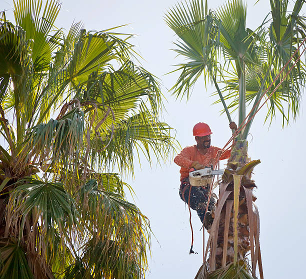Trusted Hauser, ID Tree Services Experts