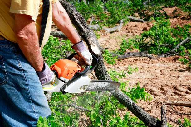 Best Palm Tree Trimming  in Hauser, ID